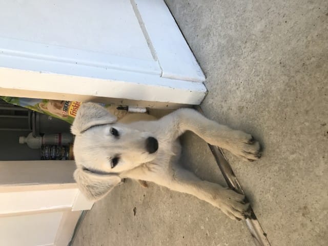 Savoir de quel croisement provient mon chien