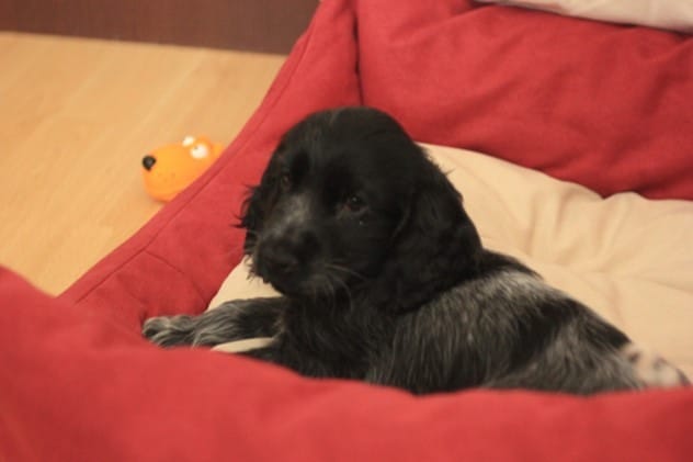 Je vous présente Wolfie