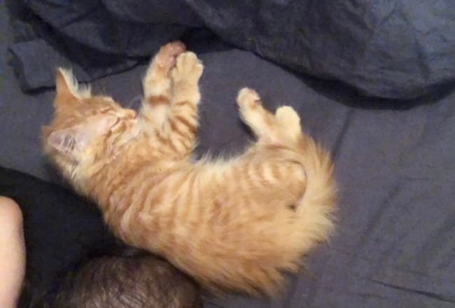 Chaton poil long ou court ?