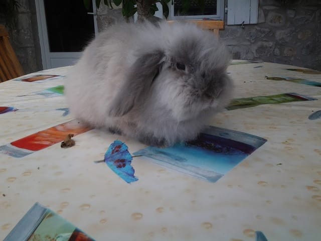 Mon lapin dehors ou pas ?
