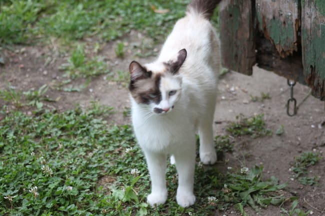 Donnons adorables Chatons Gratuit !