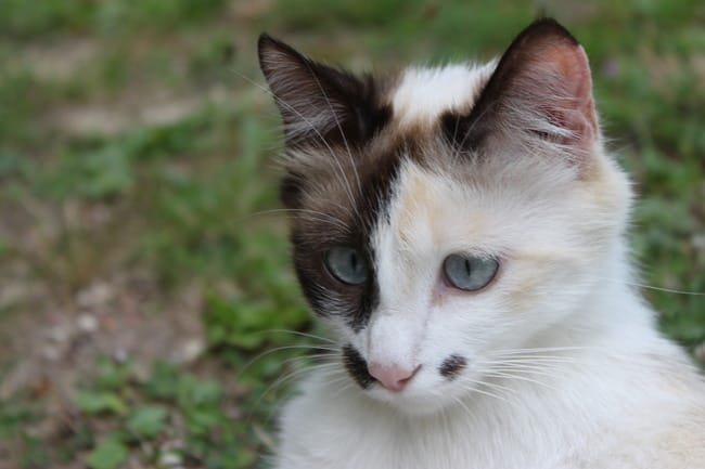 Bébés chats à donner :3