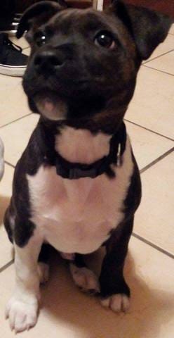 Besoins d'avis sur mon stafforshire Bull Terrier 