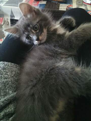 Comment savoir si mon chaton sera mi long ?