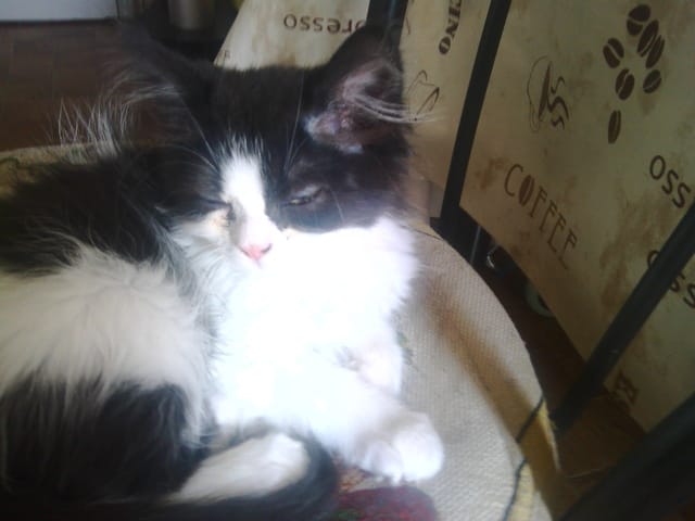 la santé de mon chaton m'inquiète