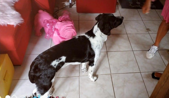 chien qui aboie en voyage