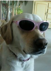 Petit forum pour les fan de Wamiz, qui adore leur(s) animaux (ou leur animal) !