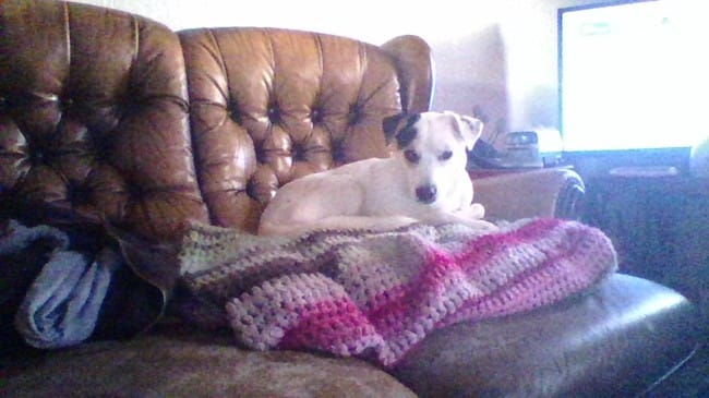 Scarlette ma chienne