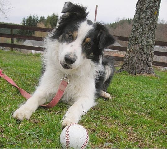 tout sur le border collie partie 2 séléction
