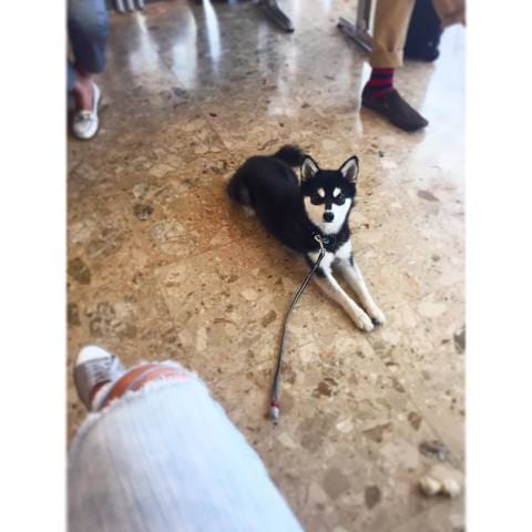 Quel est cette race de chien ?