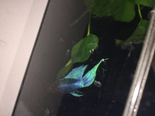 Je pense que mon combattant a une pourriture des nageoires