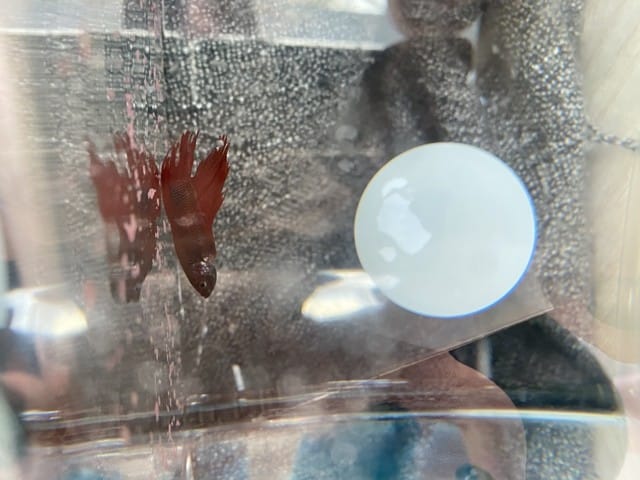 Besoin d’aide urgent