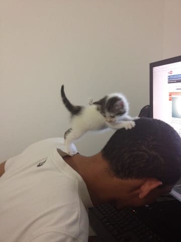 Mon chat et le violon