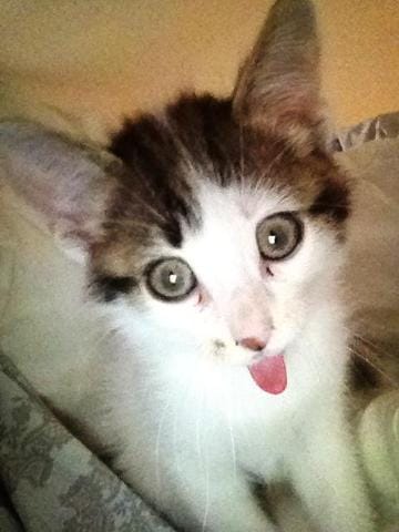 Chat et jus d'orange
