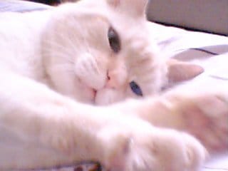 Cherche personne pour garder 2 chats en août