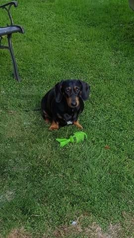 Je viens de perde mon chien, c'est trop dur...