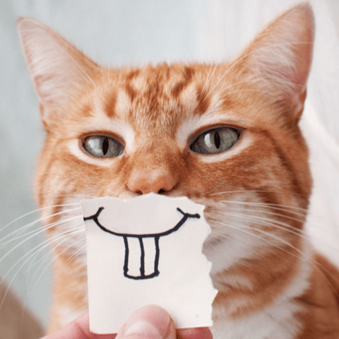 Pour les amoureux des chats