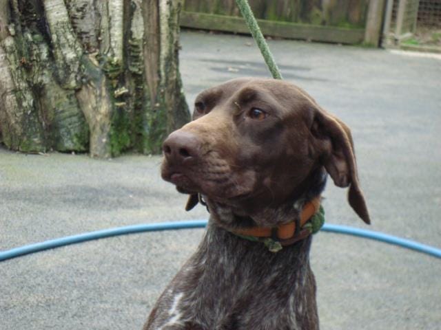 Sauvons cette pauvre chienne. 