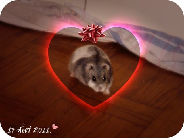 Diamant, RIP mon doudou.