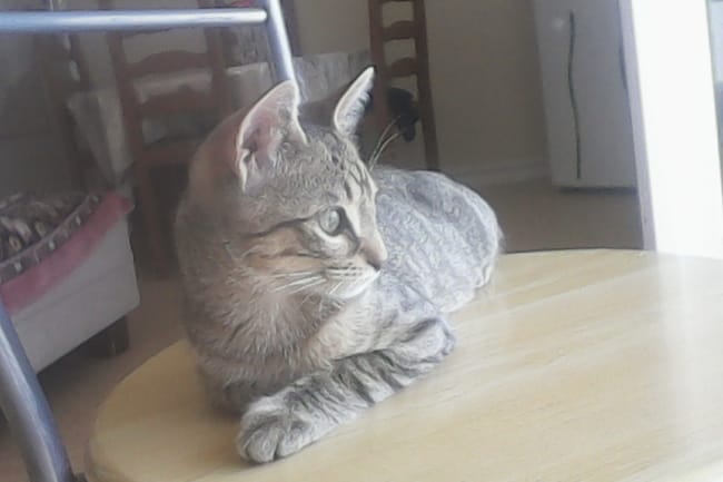 Quelle râce de chat