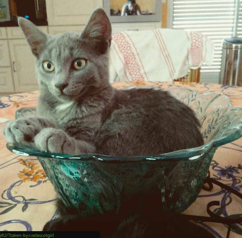 Mon chaton s'est fait écraser, je suis dévastée.