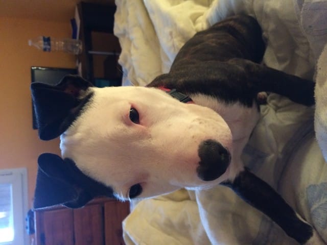 Poids chiot staff 3 mois