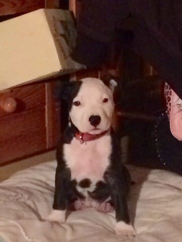 Recherche frères et sœurs staffie var