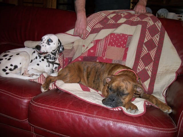 le dalmatien de mes parents grogne a mon boxer