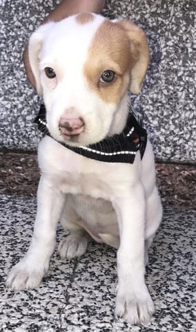 Chien staff croiser je ne ces pas