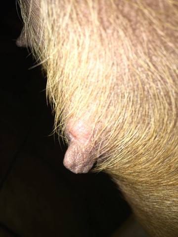 Boutons sur ma chienne