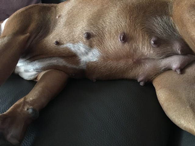 Mamelles de ma chienne gonflée