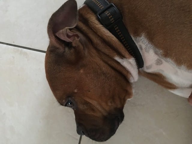 Petit bouton sur la tête de mon chien