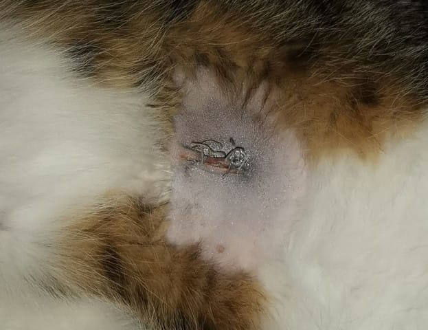 Que penser de la cicatrice post stérilisation de ma chatte?