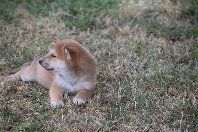 Est-ce un vrai Shiba Inu?