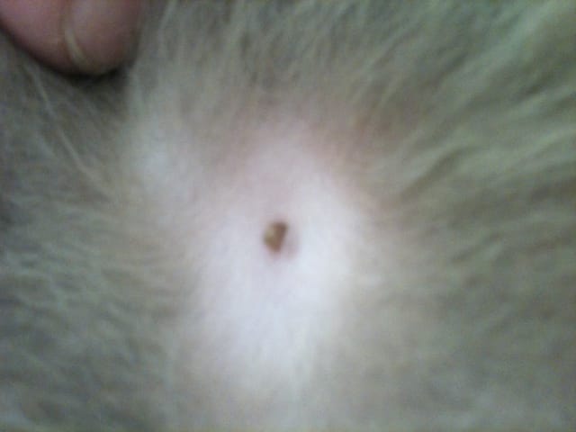 Étrange bouton sur mon chat