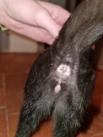 Mon chat est-il un mâle ou une femelle ?