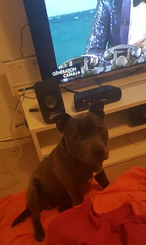 Avis sur mon staffie de 7 mois