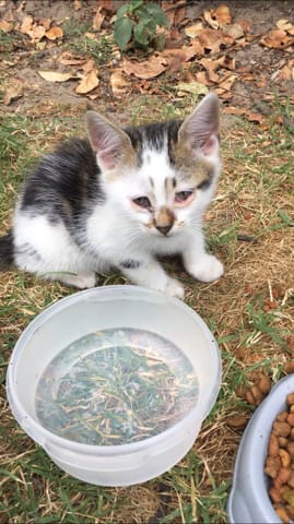 Chaton malade