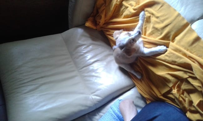 koi le race de mon chien