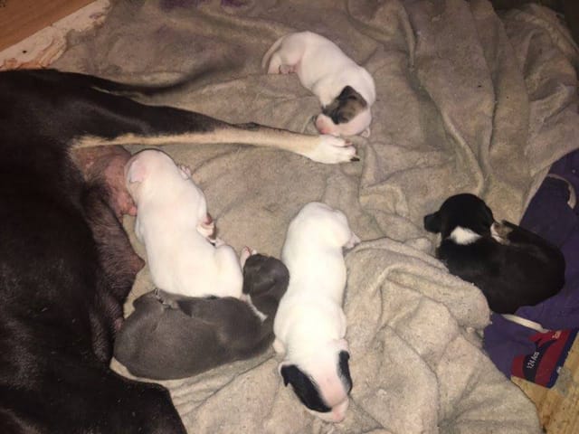 un amstaff est-il dangeureux ?
