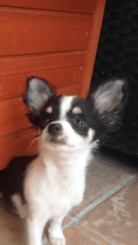 chihuahua concours comment faire?