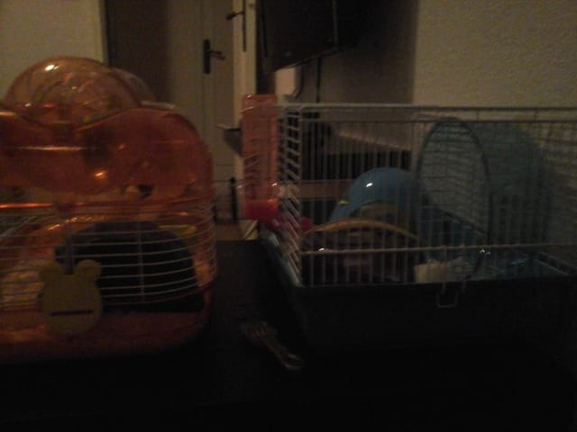 la nouvelle cage!