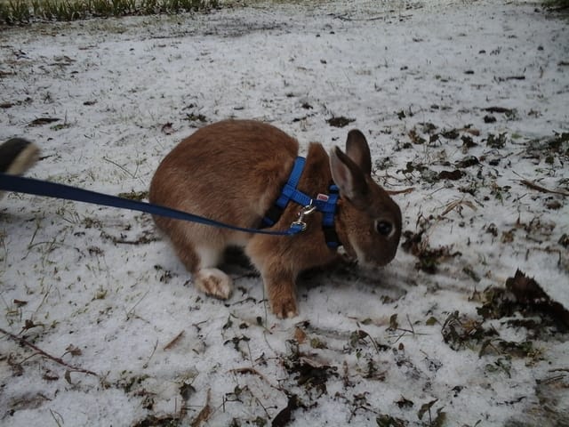 vos animaux et la neige! 