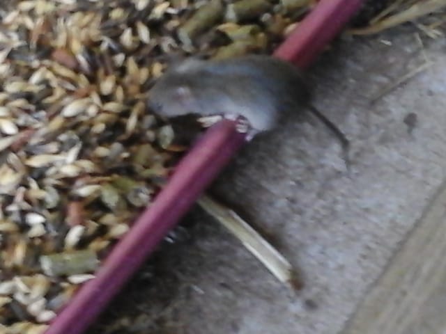 Infestation de souris dans mon enclos!