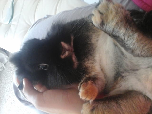 bienvenue dans la chambre des rongeurs! ♥