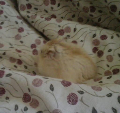 Les meilleurs clichés de vos animaux