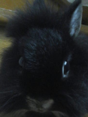 Ma lapine m'aime?