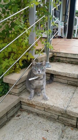 Âge et race de mon chat svpl