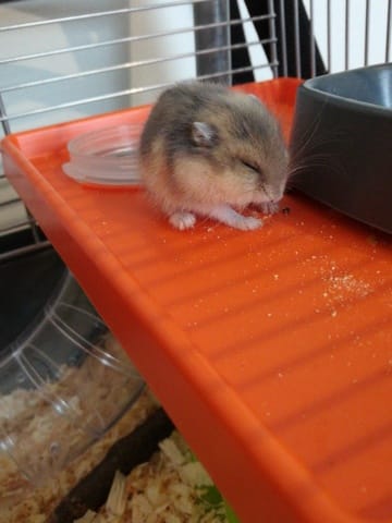 Mon hamster ne veut plus rien faire