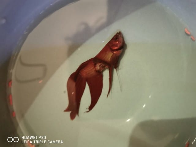 Qu'est il arrivé à mon poisson ?